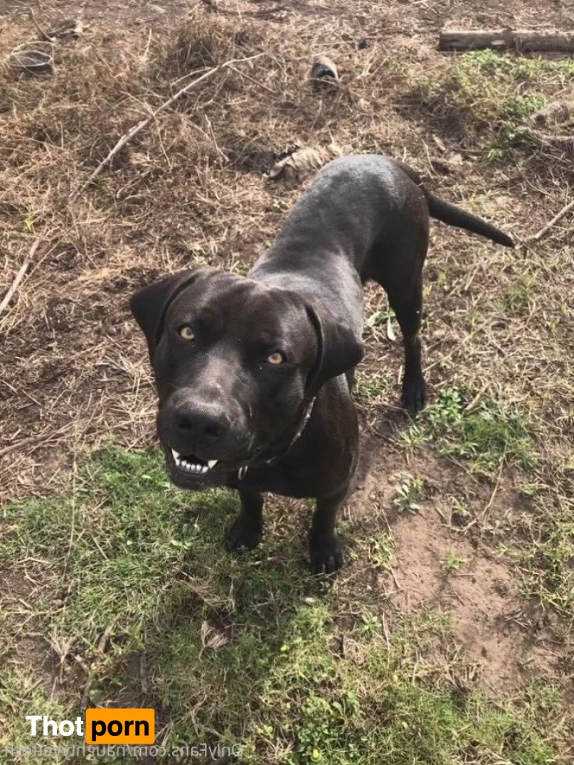 naughtyvettech 2924634