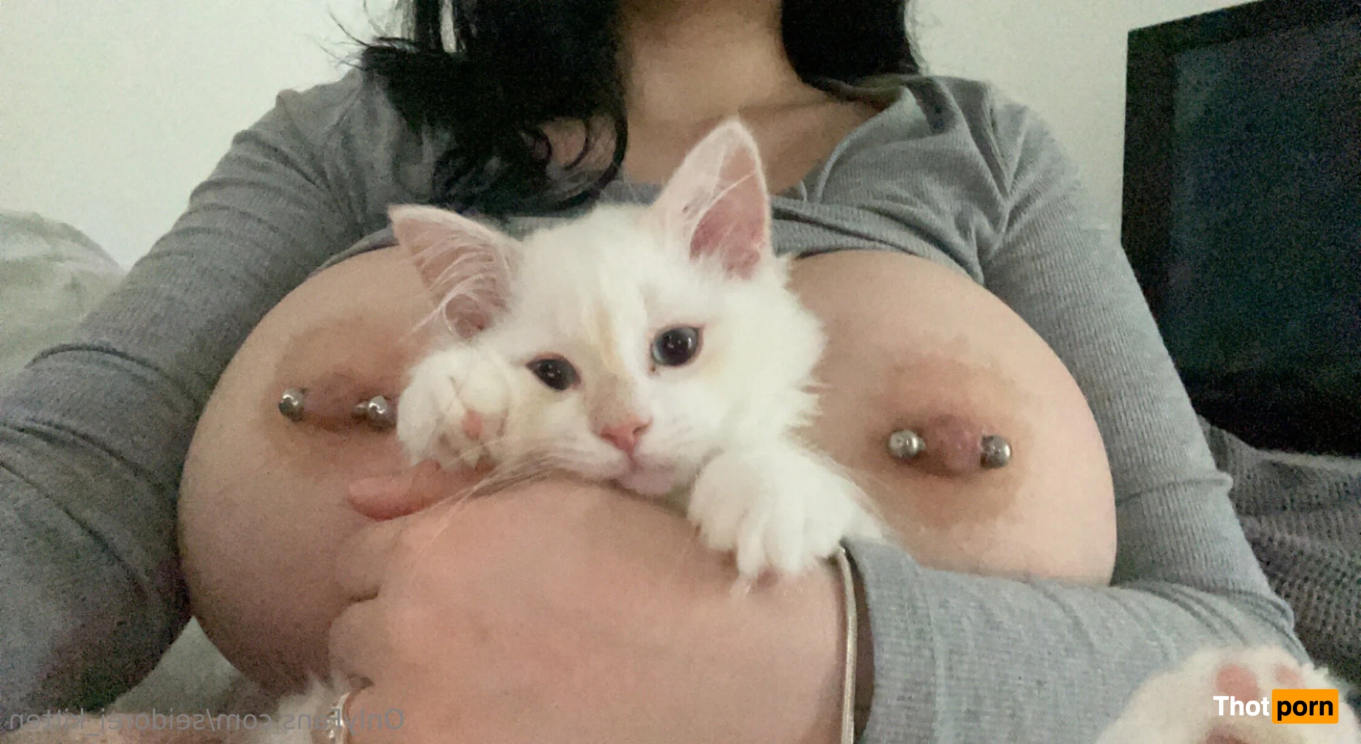 Seidorei Kitten 12393853