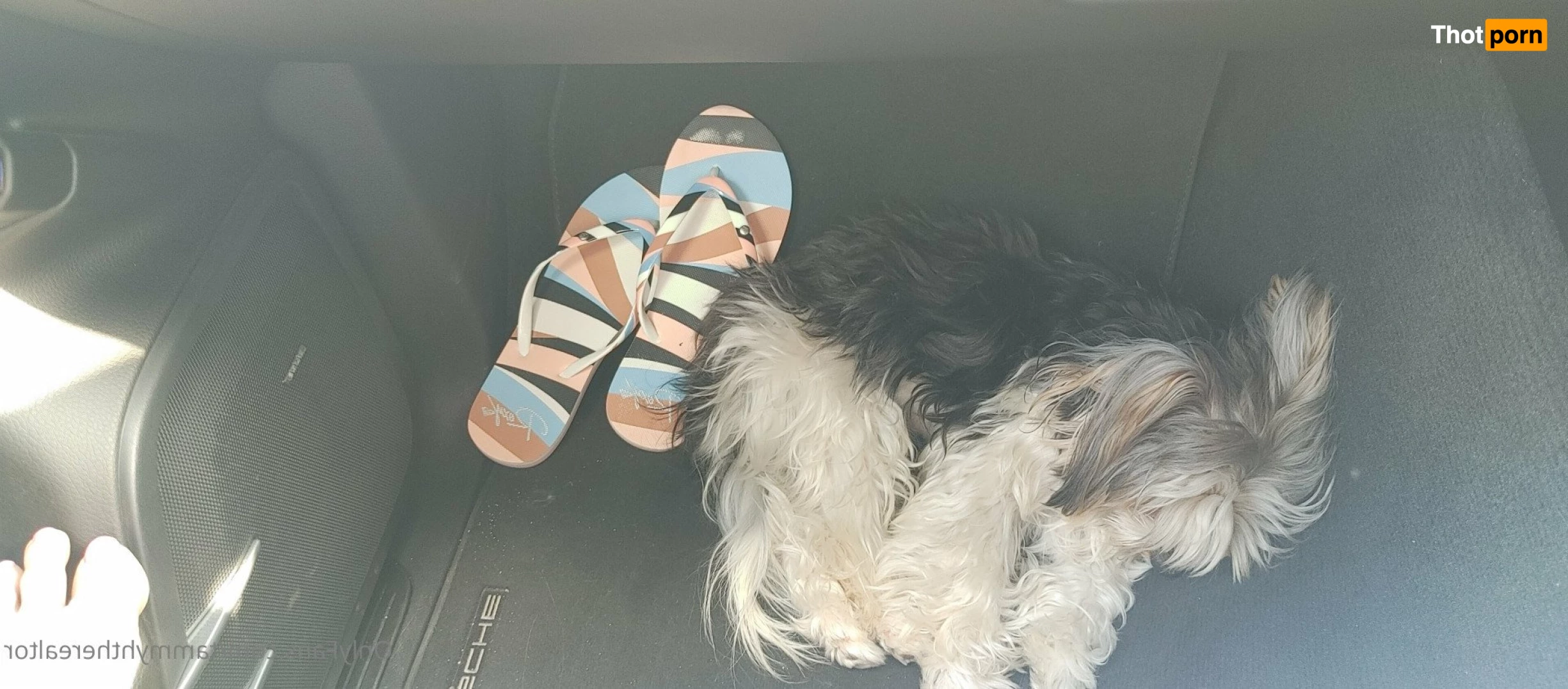 Tammyhtherealtor &amp; Gizmo 2937729