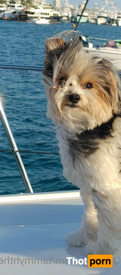 Tammyhtherealtor &amp; Gizmo 2937850