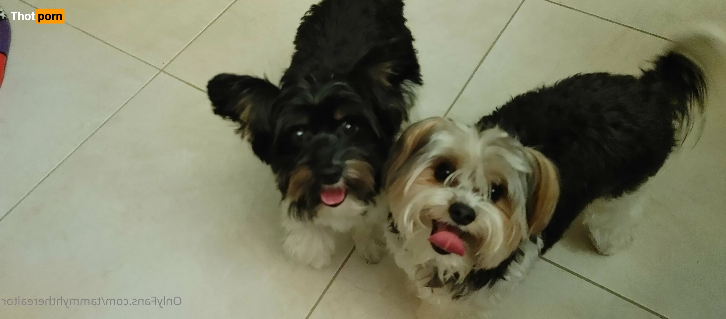 Tammyhtherealtor &amp; Gizmo 2937864