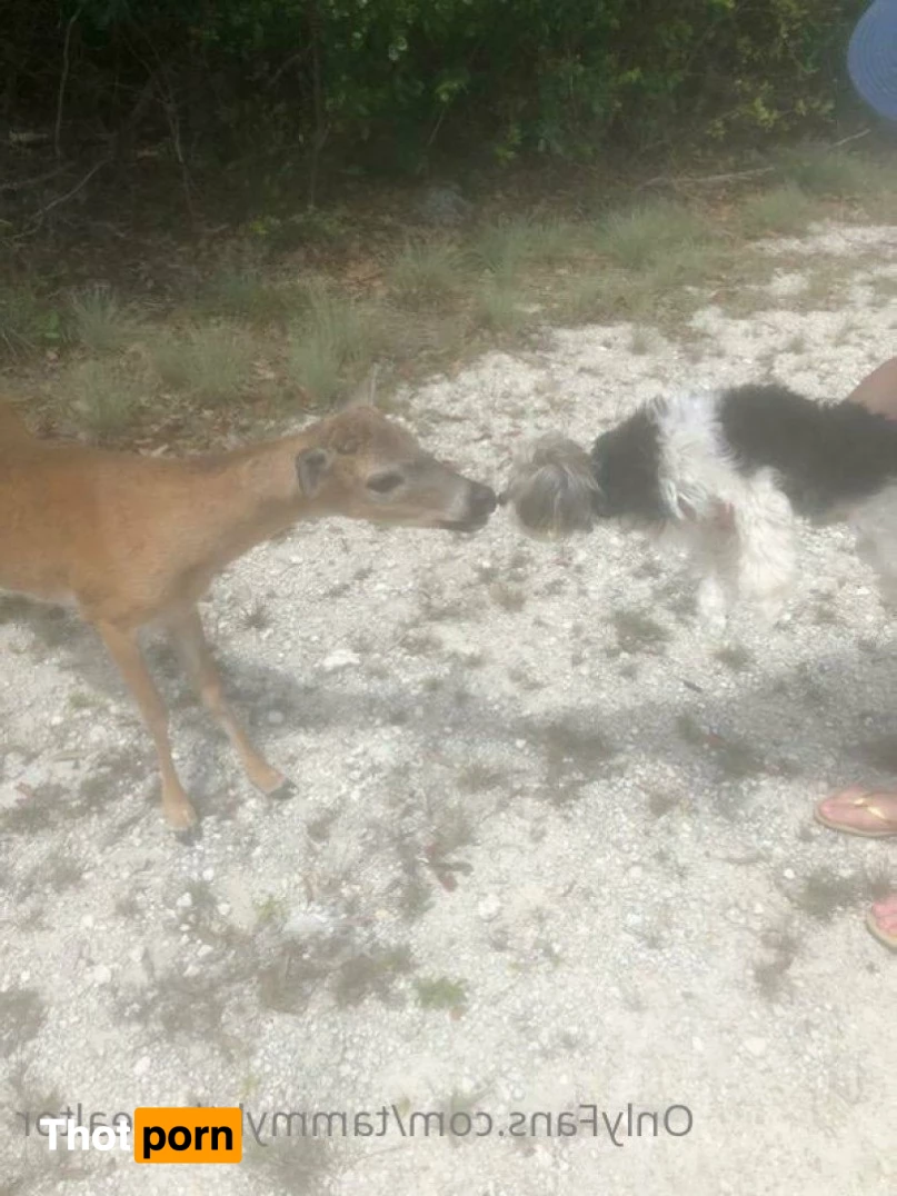 Tammyhtherealtor &amp; Gizmo 2937885