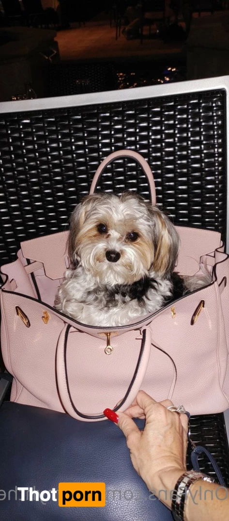 Tammyhtherealtor &amp; Gizmo 2937898