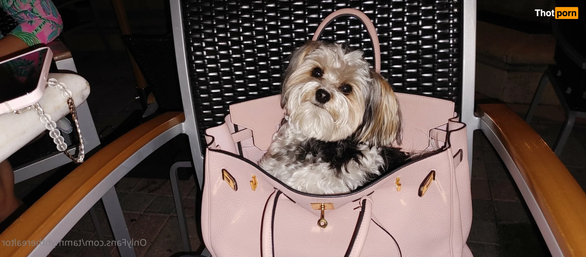 Tammyhtherealtor &amp; Gizmo 2937901