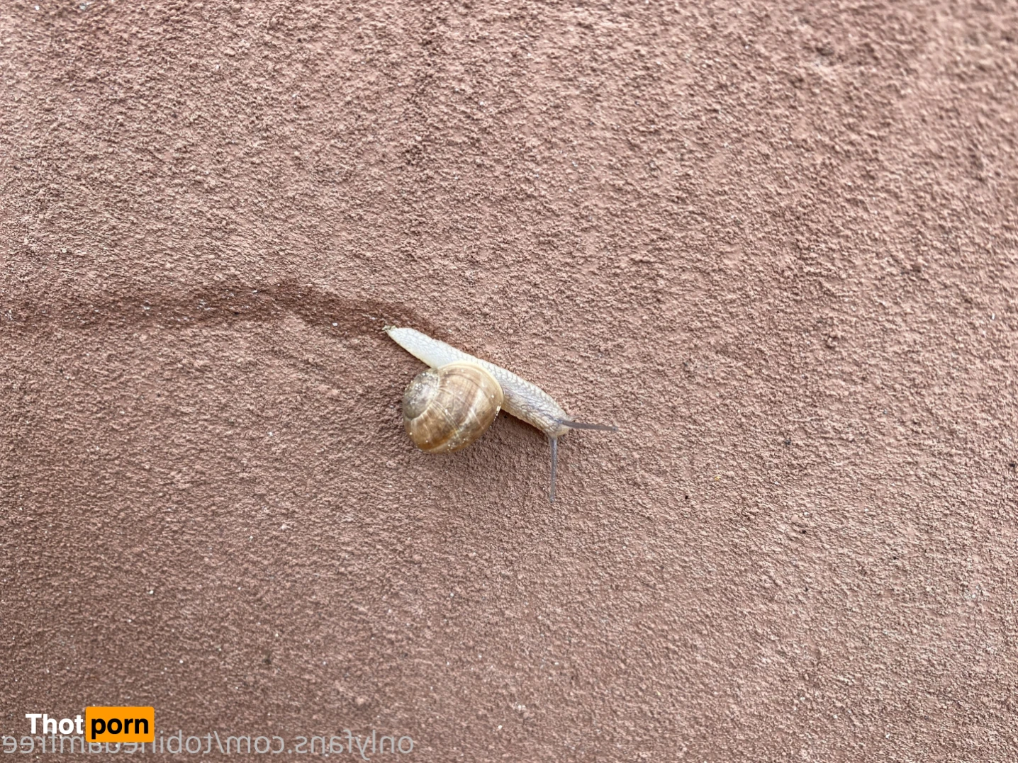 tobinedamfree 15375093