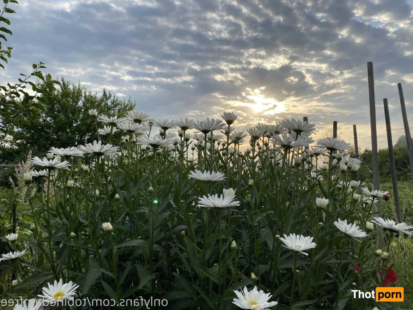 tobinedamfree 15375458