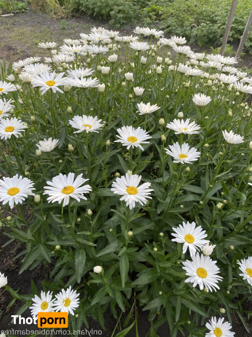 tobinedamfree 15375640