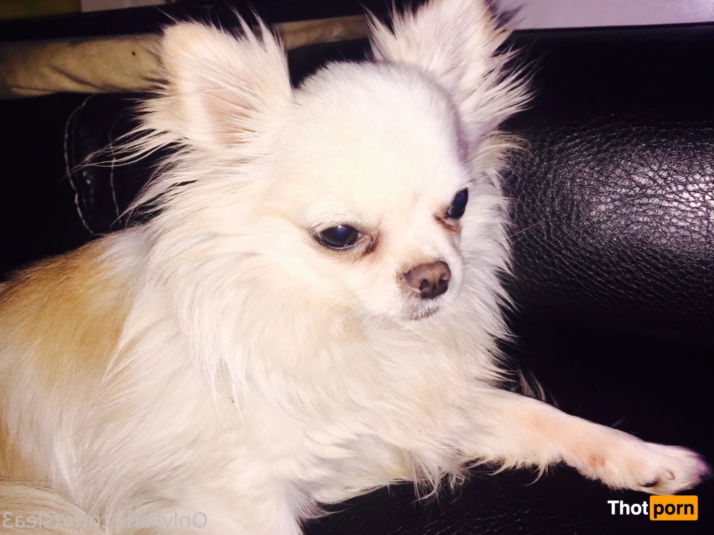 BAD&amp;BOOGIE 9731987