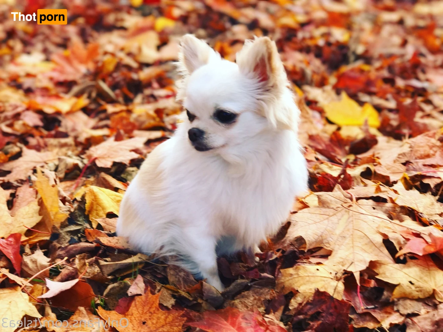 BAD&amp;BOOGIE 9732030