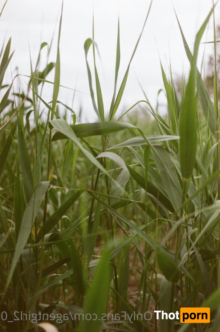 🐾Kate-y Cat 🐾 4667508