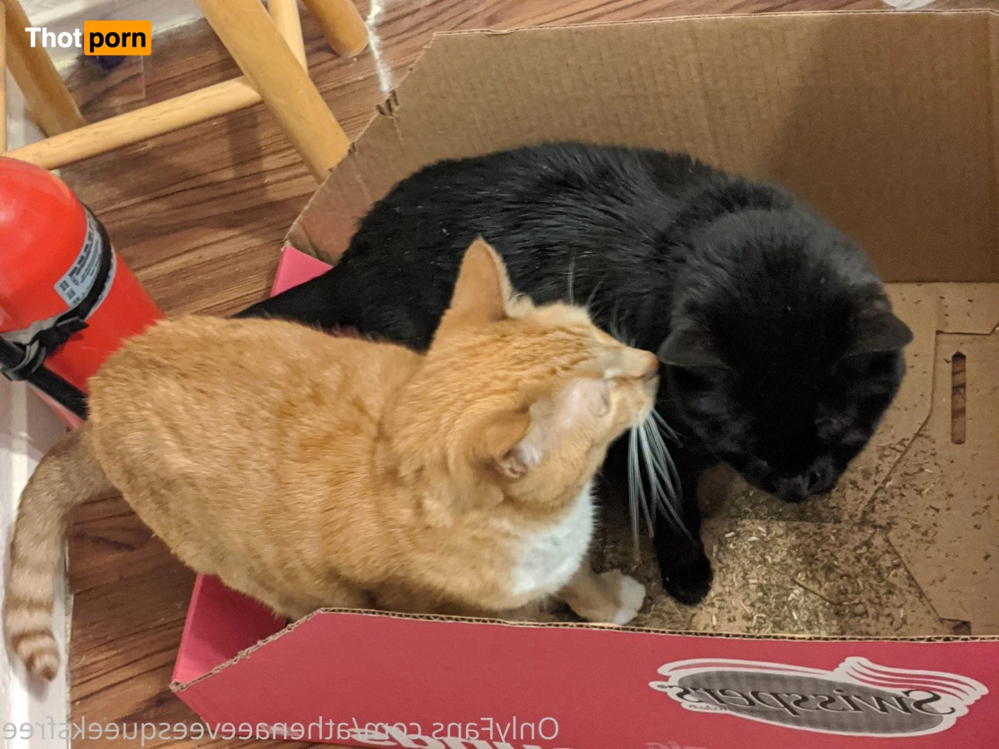 FREE 🌈 GGG 🌈 VIDEO ➡️ VIP 5221675