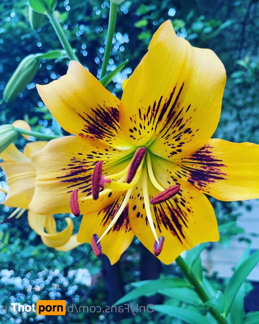 Daddy’s Girl 5646074