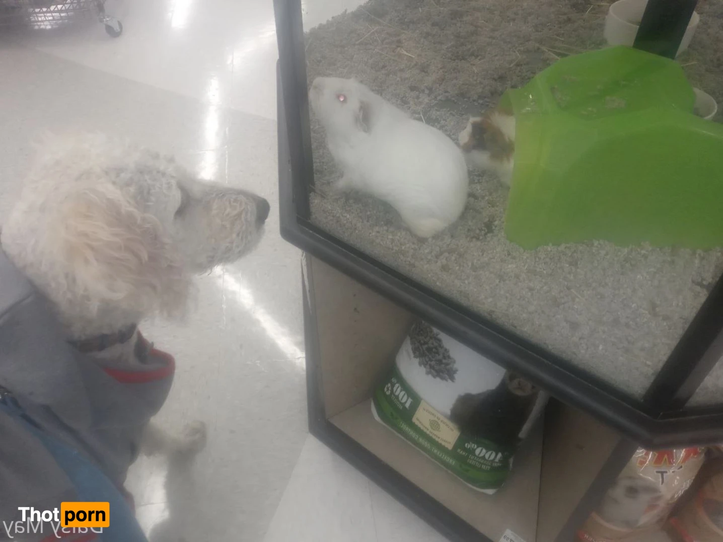 DoItWithDaisy 14400822