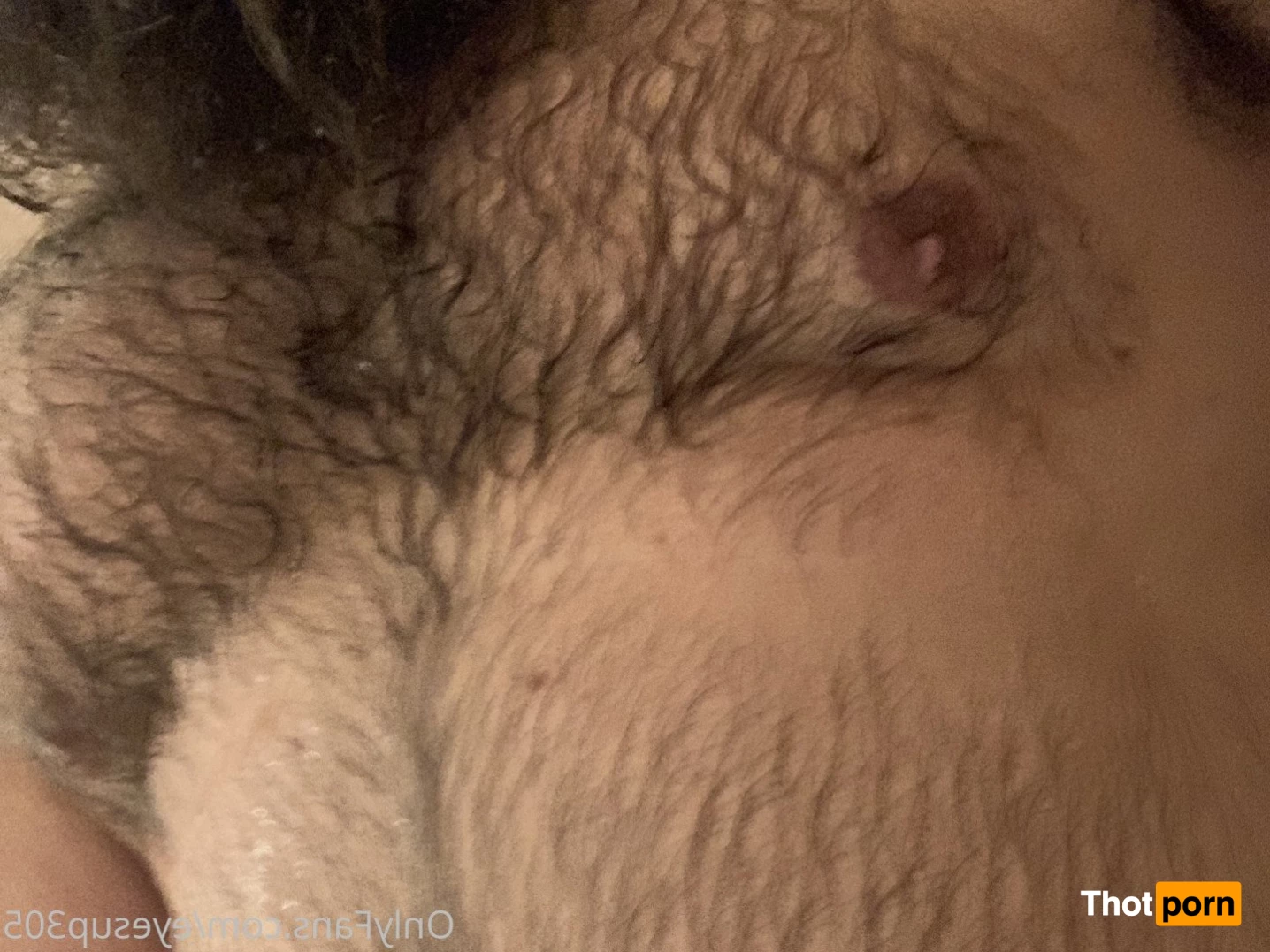 Big Fat Bear 5102542