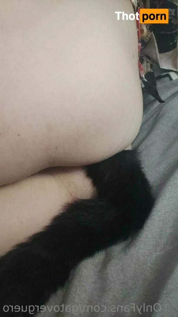 Gato no tan verguero :3 12902475