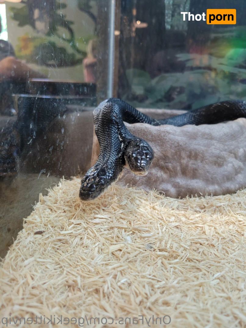 GeekiKittenVIP 13897869