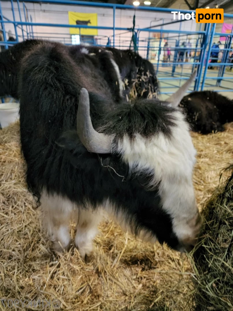 Ahsoka Tanhoe 5452420