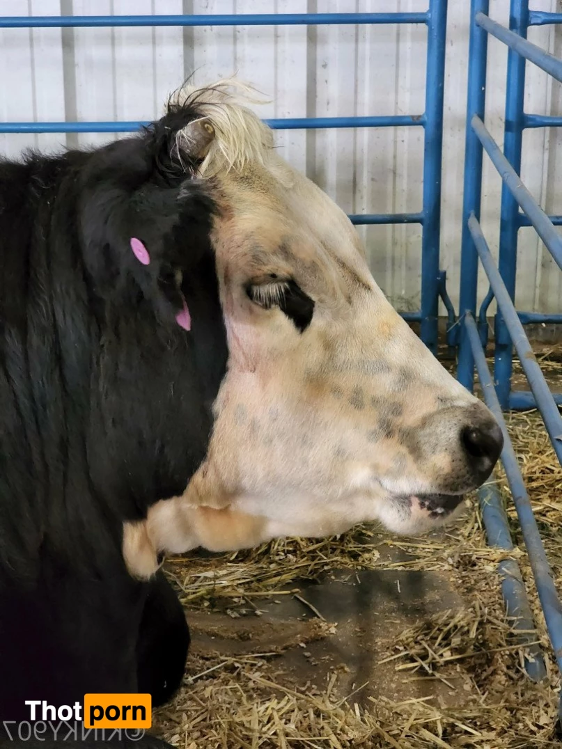 Ahsoka Tanhoe 5452597