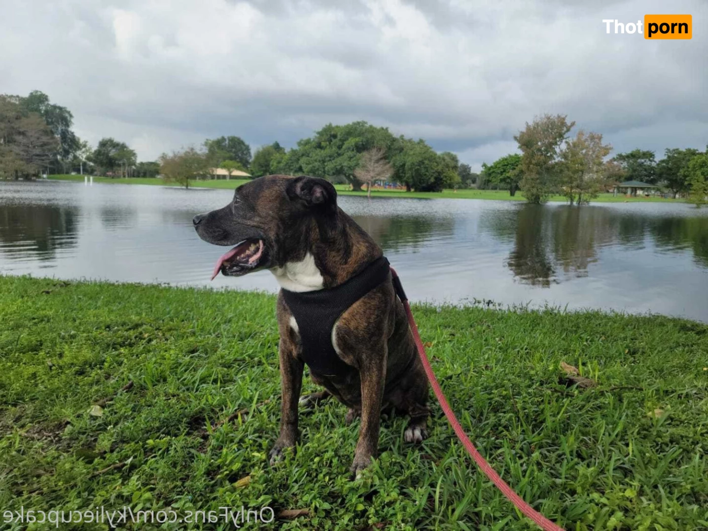 Kylie Cupcake 9081634