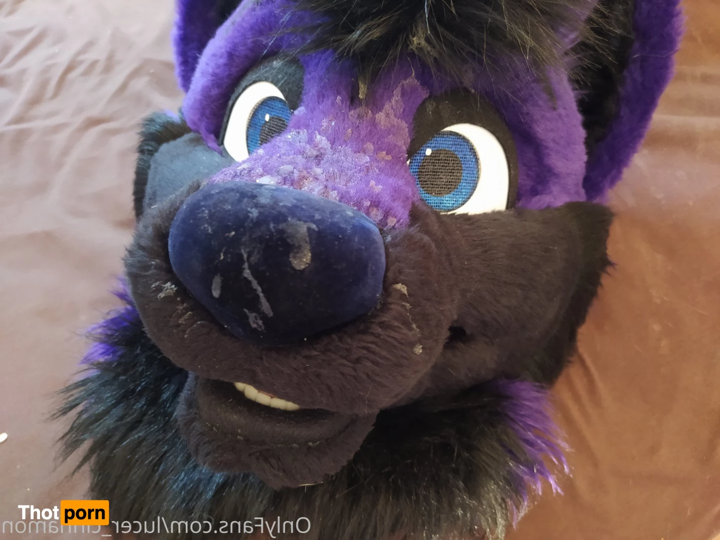 lucer_cinnamon 5386360