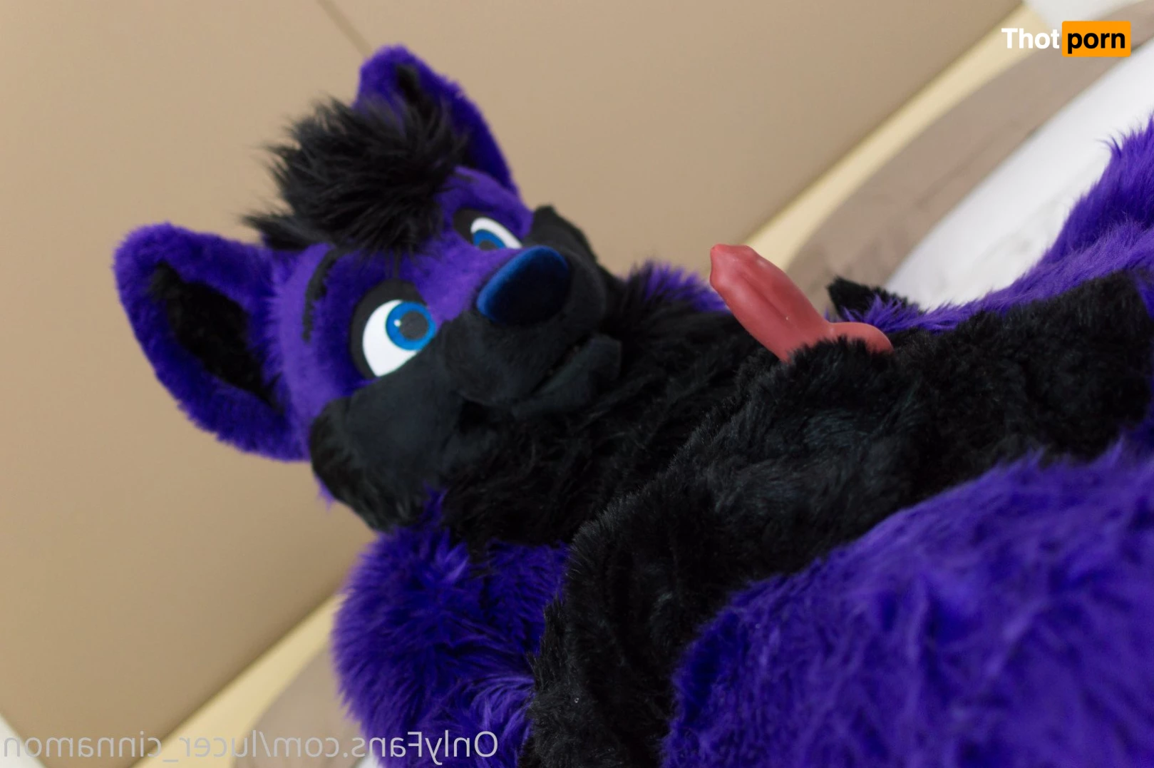 lucer_cinnamon 5386426