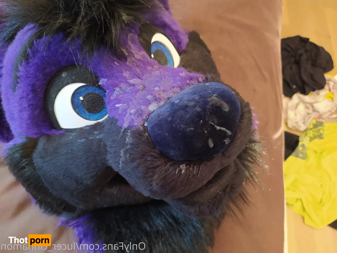 lucer_cinnamon 5386486