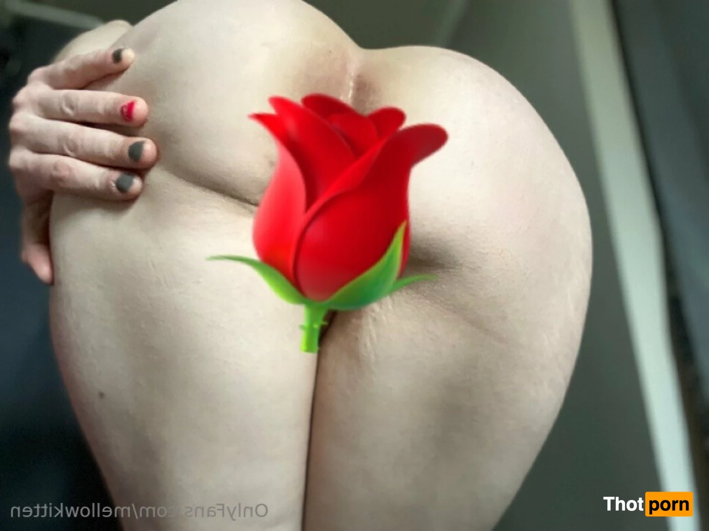 mellow_x_cat 10812130