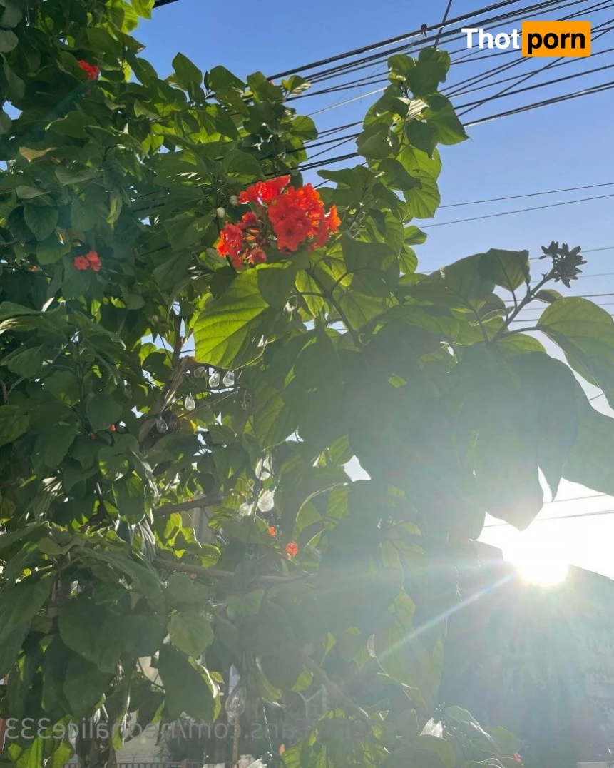 𖦹Alice 𖦹 5427770