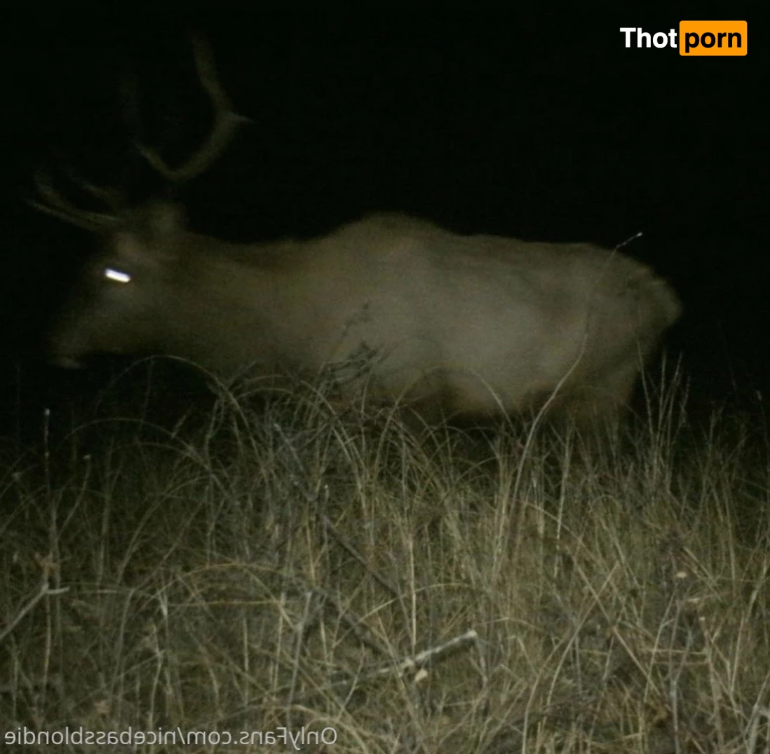 🏹 Tishh 🦌 5319784