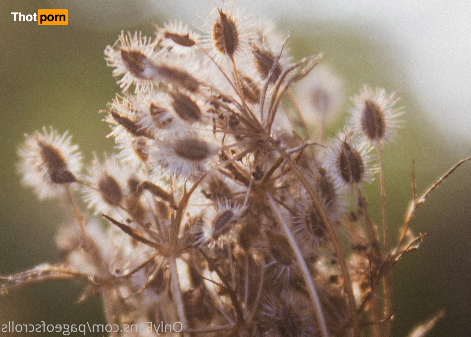 PageOfScrolls 5520128