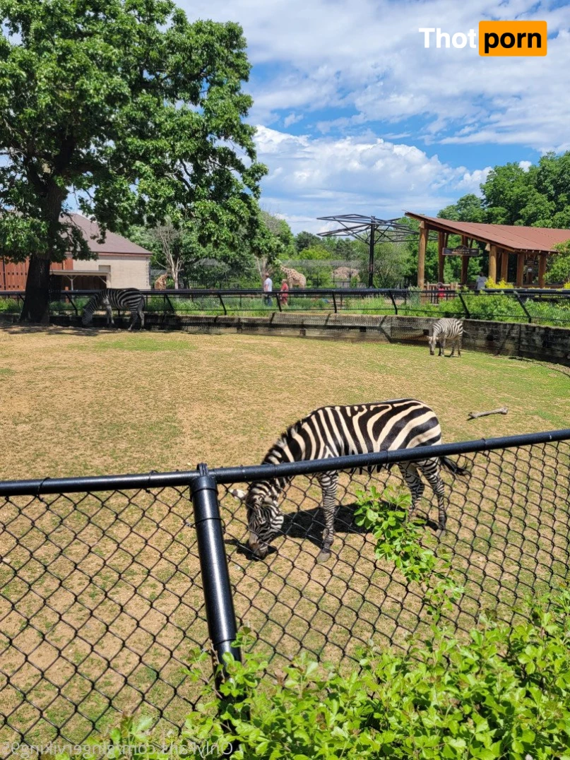 Peachy Queen 5303164