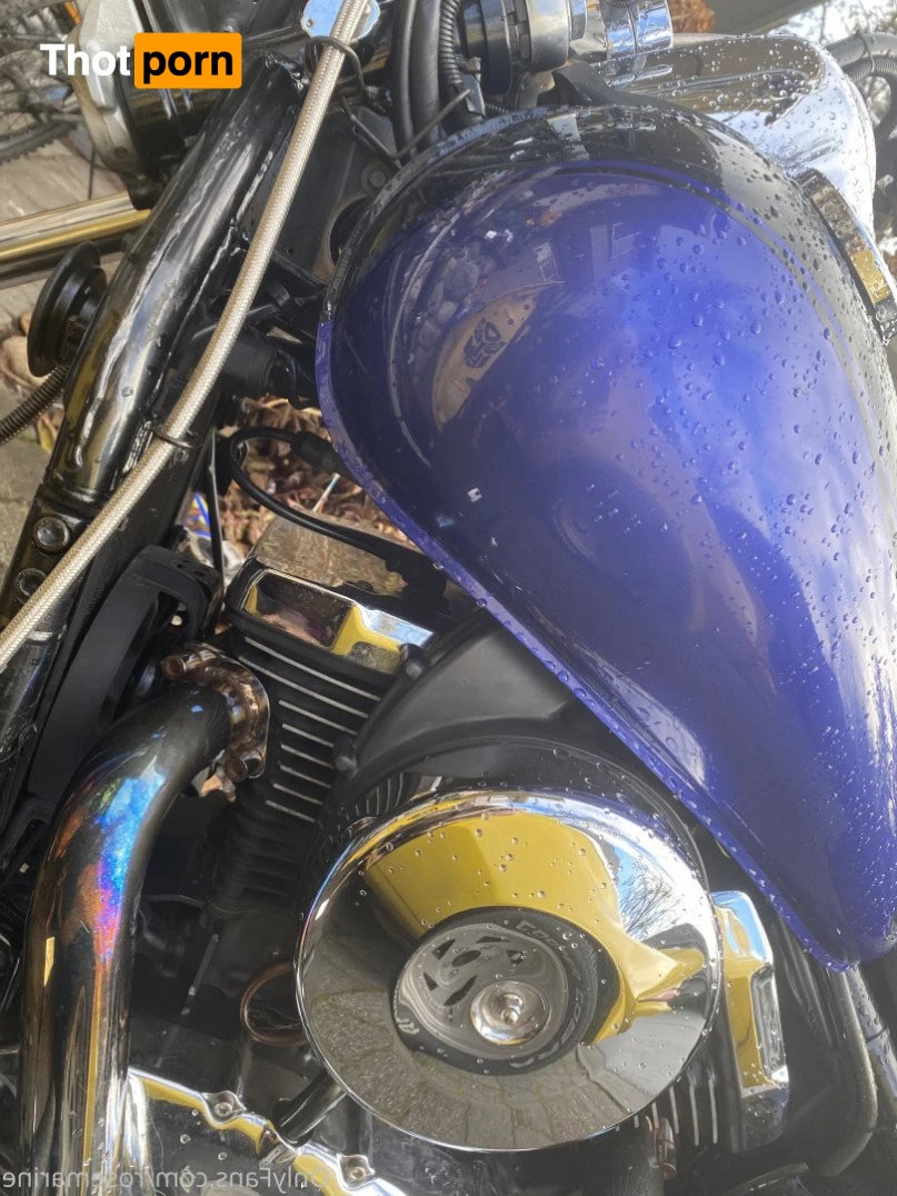 Rose Bombshell 5287512