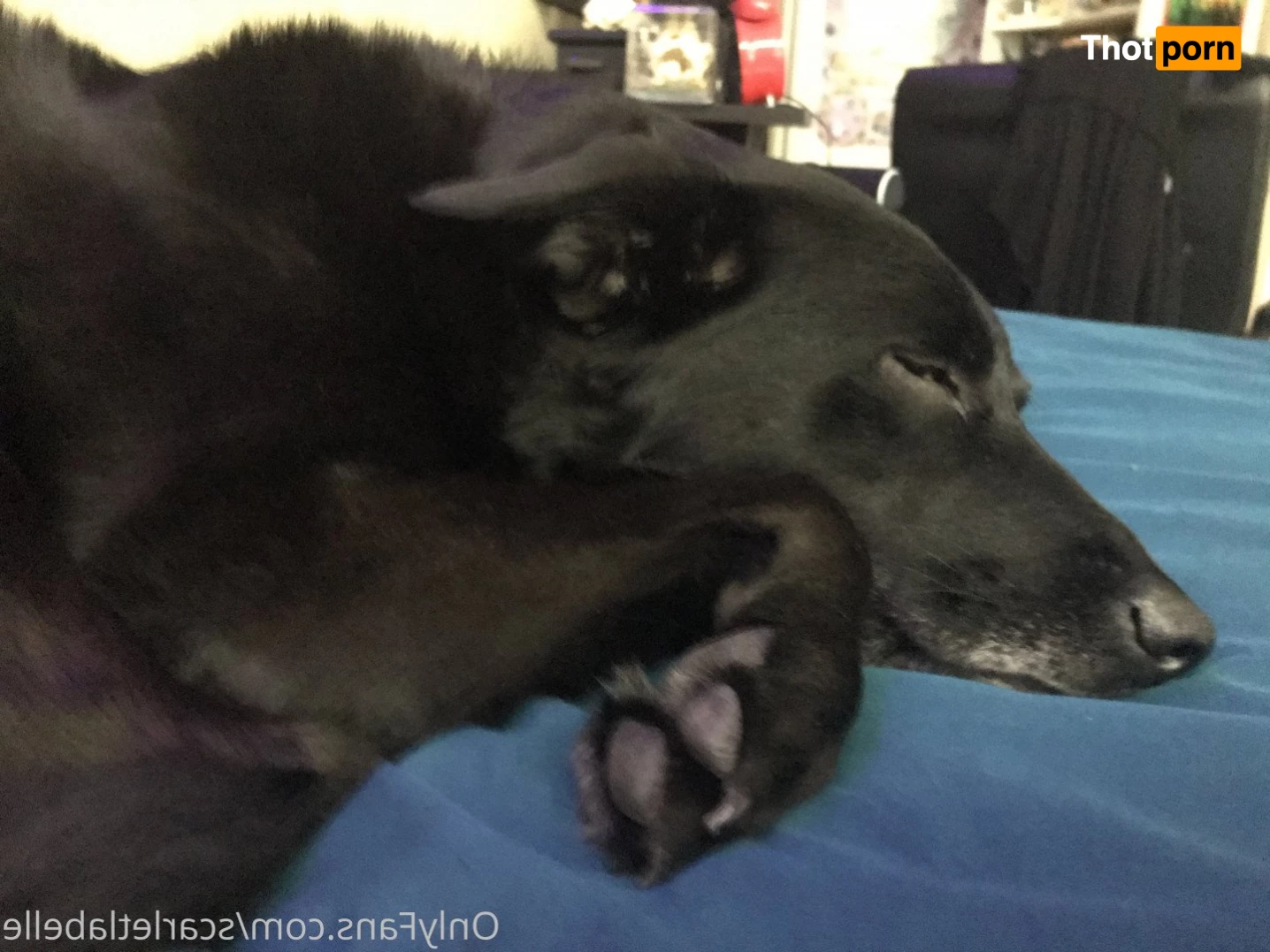 Scarlet LaBelle 5011259