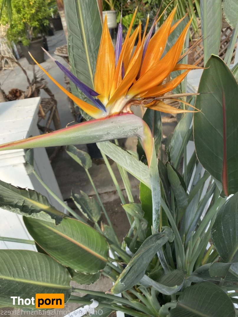 Brooke’s world 5038810