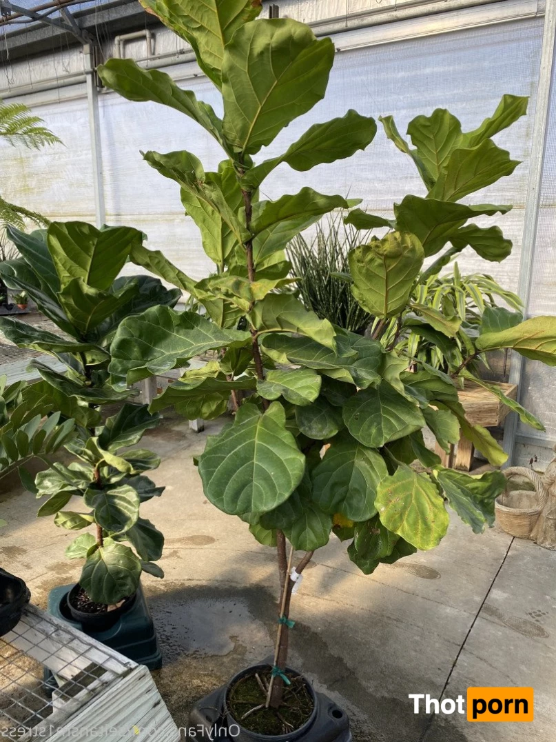 Brooke’s world 5038847