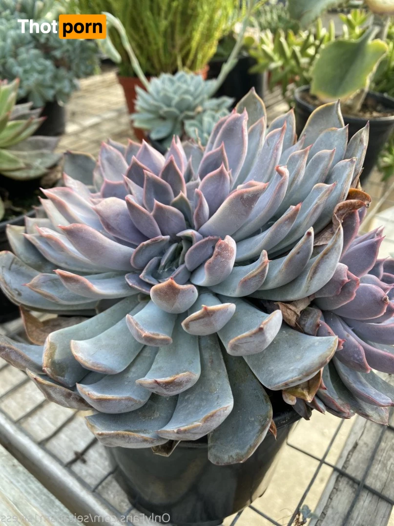 Brooke’s world 5039132