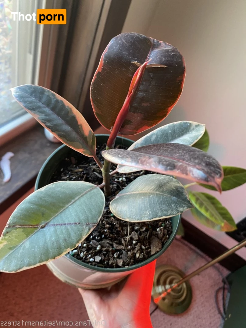 Brooke’s world 5039180