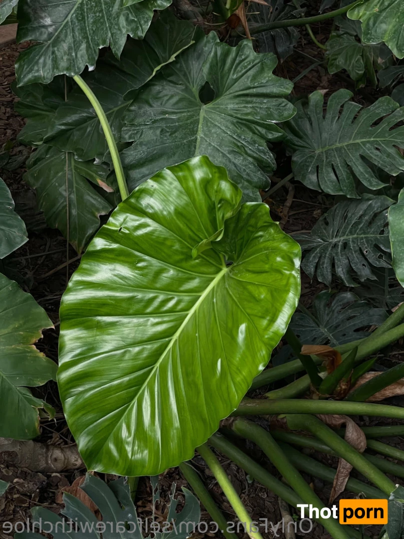 Self Care with Chloe 10841614