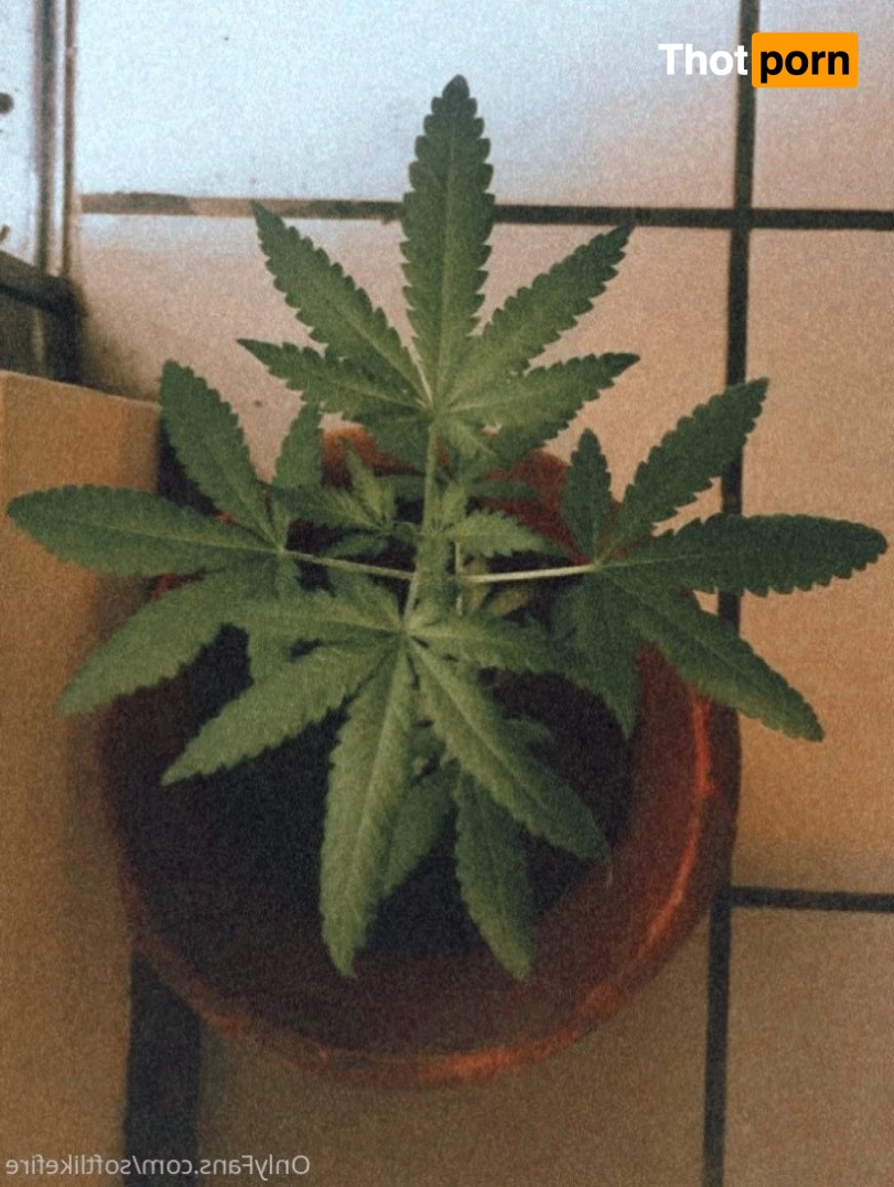 SOFTLIKEFIRE 5017588