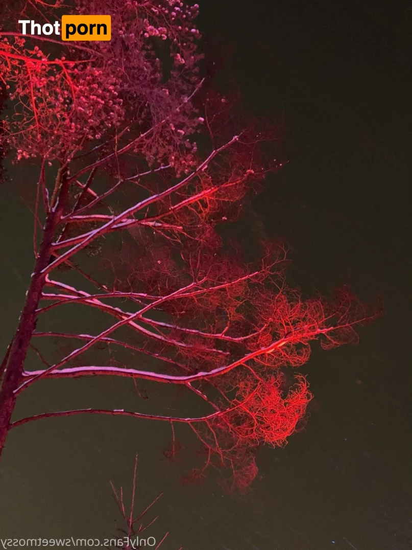 Mossy Barmales 4966539