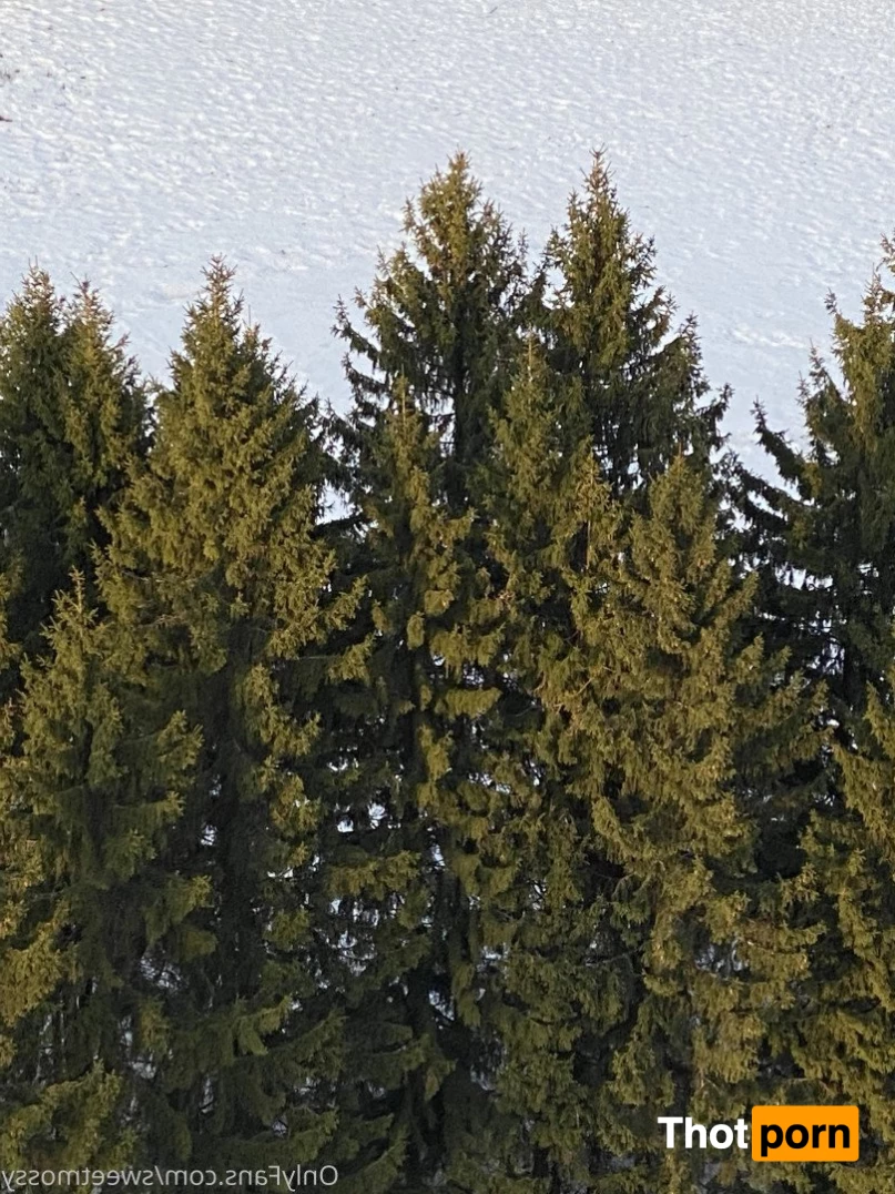 Mossy Barmales 4966553