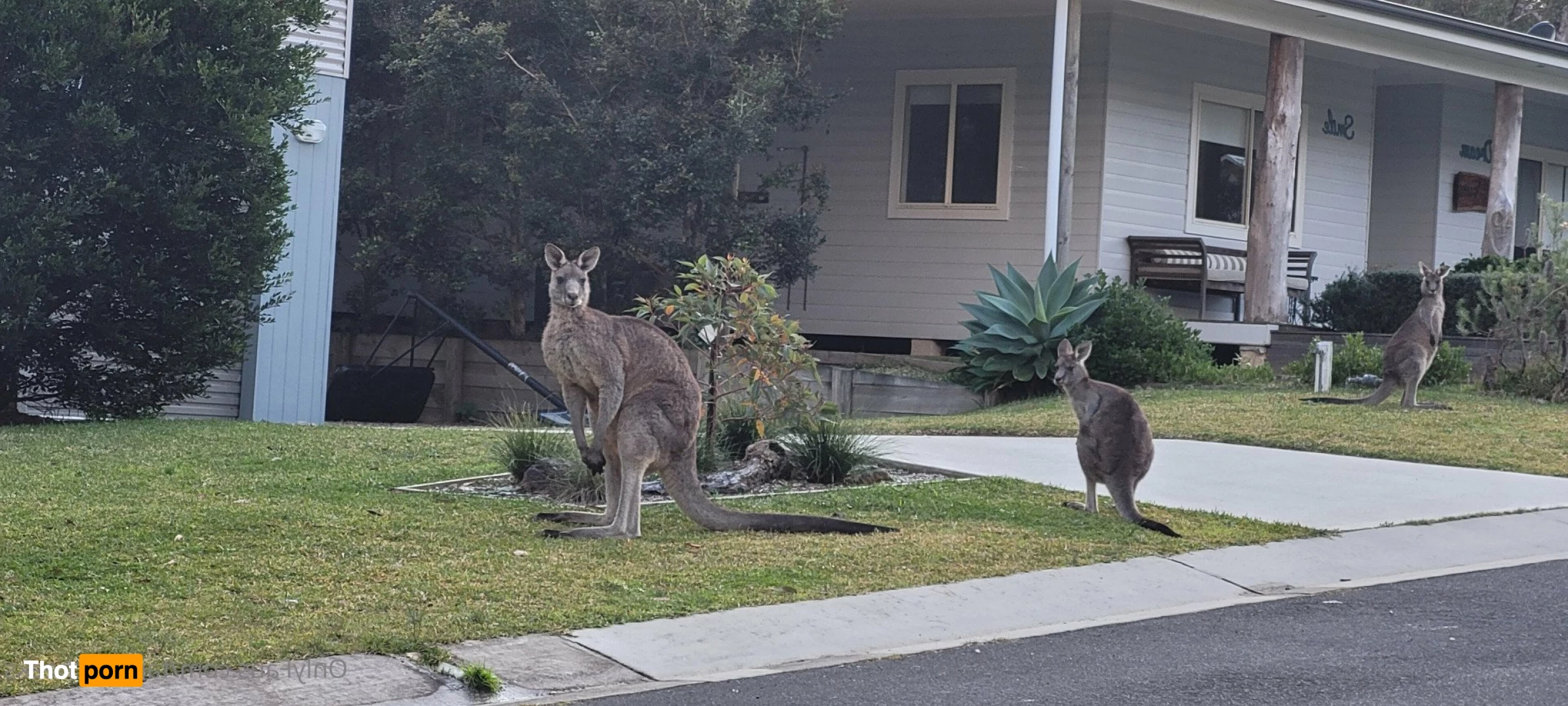 🍑 Tᴀᴍᴍʏ Cʜᴇᴇᴋs 4950192