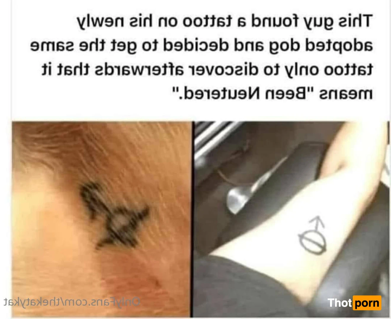 🍀 Katy Kat 🍀 15230433