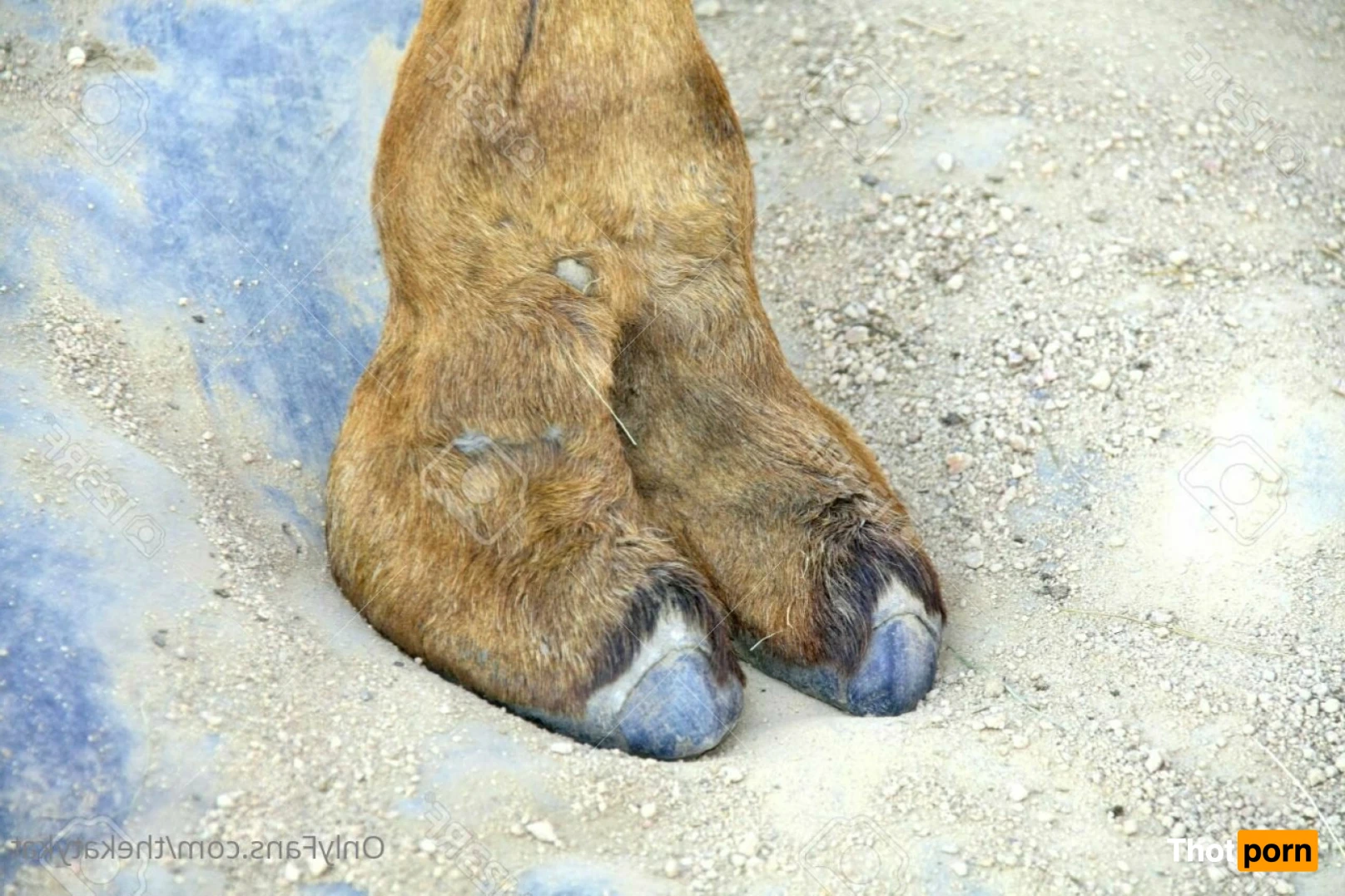 🍀 Katy Kat 🍀 15230542