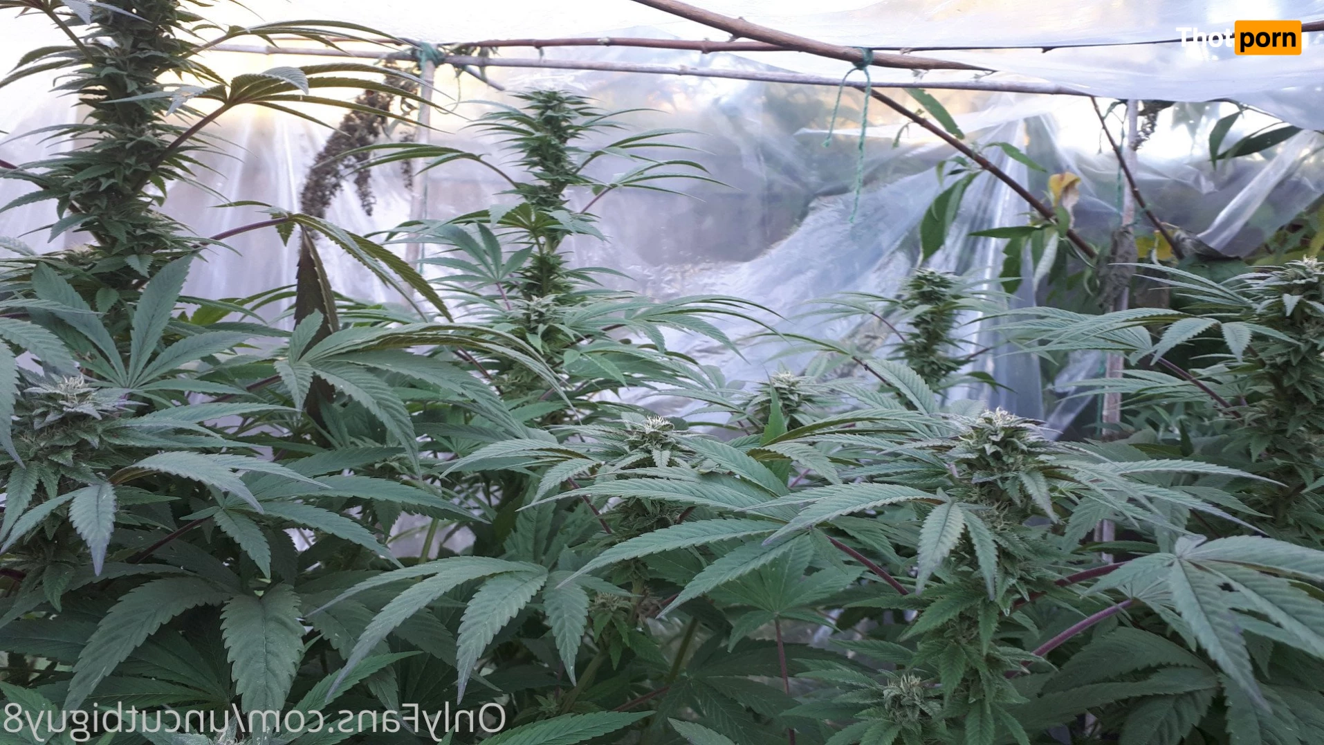 Uncut and Hung 4806630