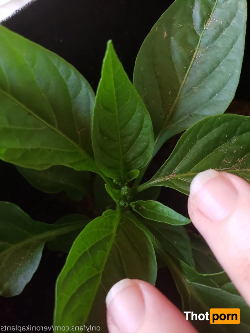 veronikaplants 4799300