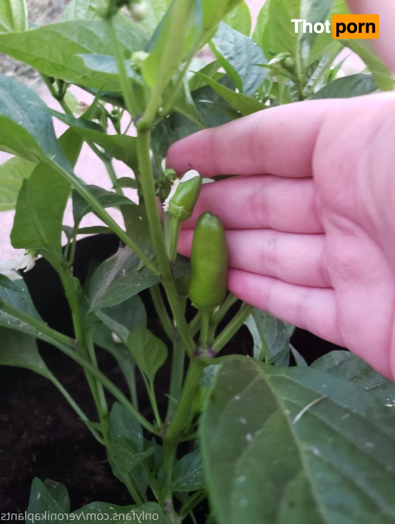 veronikaplants 4799304