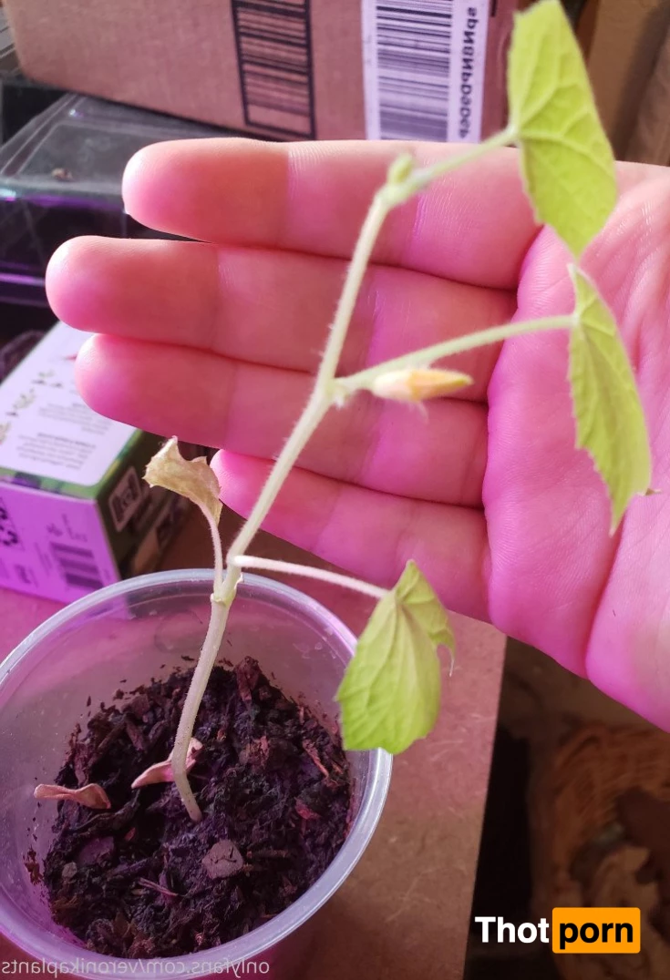 veronikaplants 4799315