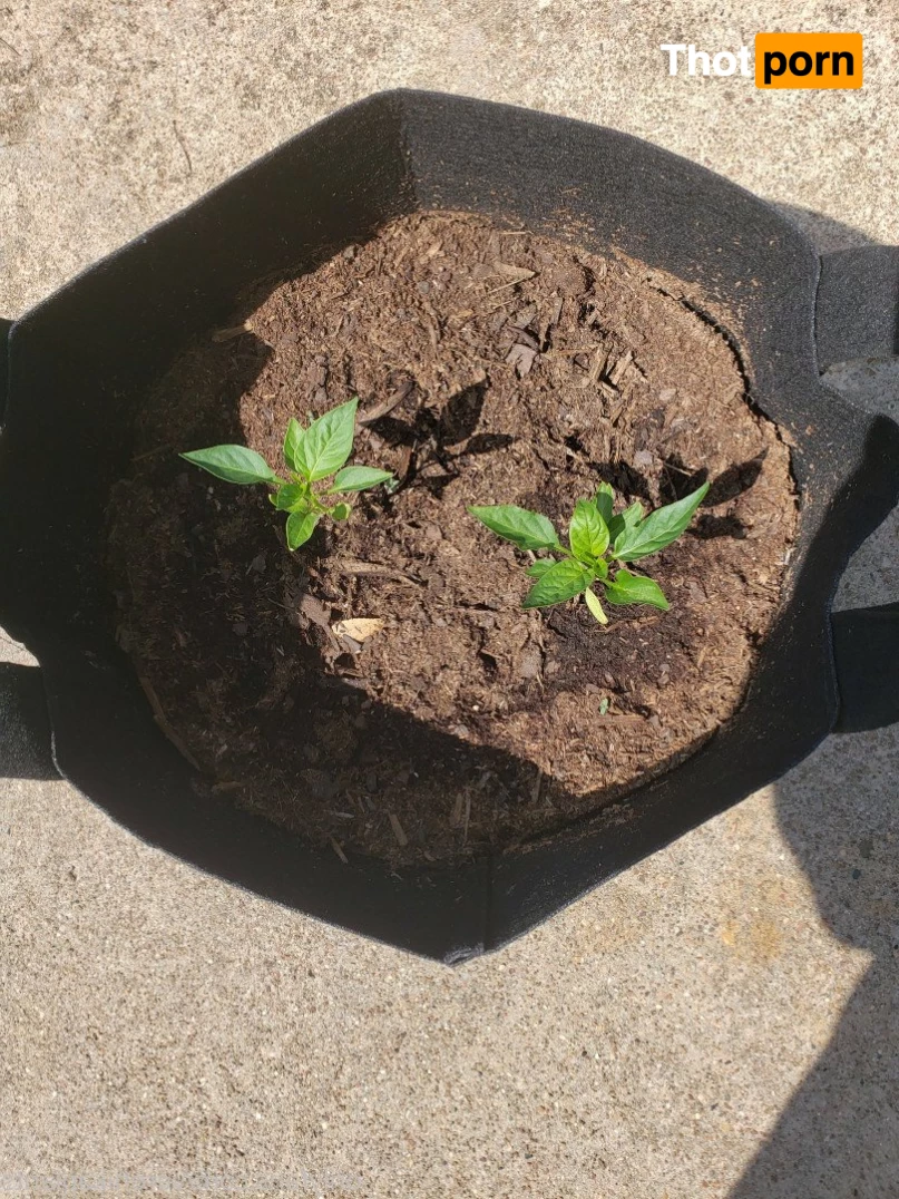 veronikaplants 4799317