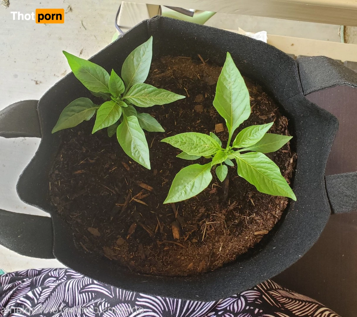 veronikaplants 4799320